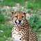 Epako-Safari: cheetah feeding #04