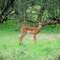 Epako-Safari: Antelope