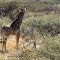 Mamibie 2011 : Girafes à Epako