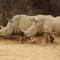 Rhinocéros à Epako Game Lodge en Namibia