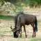 Epako-Safari: Gnu