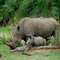 Epako-Safari: Mother and baby rhino