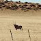Solitaire Oryx Gazella (Spiesbok) between Solitaire and Gaub River B1/C14; Solitaire, Khomas, Erongo District (Information in description)