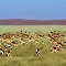 Springboks in Namibia