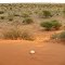 Lost egg in the desert