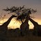 Das 3 Gestirn der Hoodia Ranch
