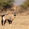 Oryx-Antilope