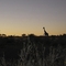 Typischer Sonnenuntergang auf der Hoodia Ranch...