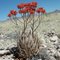 desert flower