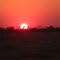 giraffe sunset 1