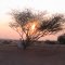 Sun & Branches