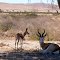 Springbok mother and calf, near Sesriem, Namibia