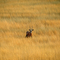 Gemsbok at Kalahari desert