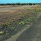 Southern Namibia: Instantly Upcoming Flowers After a Rain Shower