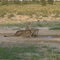 Cheetah - Kgalagadi National Park