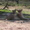 Lions - Kgalagadi National Park