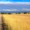 Kgalagadi Landscape