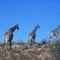 Giraffe's in Kgalagadi National Park