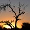 Kgalagadi Sundown