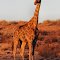Early morning giraffe