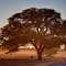 Early morning in the Kalahari