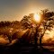 Kalahari sunrise