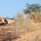 eagle near Mata Mata 2007