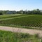 A Nursery of Plants
