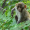 Silver Run monkeys