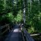marshall swamp 2