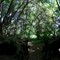 split oak