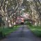 tree covered drive.