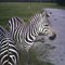 Zebras on a farm in Ocala