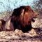 Lion in Kgalagadi