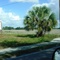 Cleared Orange Groves