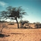 Bird´s nest in Namibia