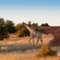 Kalahari Encounters