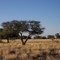 Gras Game Lodge - Veldt landscape