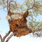 Sociable Weaver Bird Nest (Szövőmadár fészek)