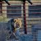The Lion King at 5 meters KTP Grootkolk Wilderness Camp