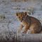 1 of 4 Lion Cubs at Grootkolk 05.00 am 19 Nov 2010