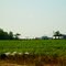 Bean Farm, King William County, VA