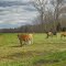 Cattle, King William County, VA