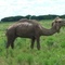 Camels on HWY 287 west