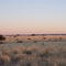 Oryx dans le Kalahari