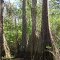 Pond Cypress Kings