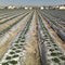 Strawberry Field in Turlock