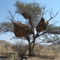 Weaver birds nest near Gamsberg Pass
