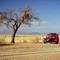Weaver birds nest near Gamsberg Pass 11/1995
