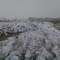 Snow Pile Dec 2009